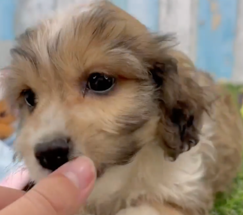 tricolor cavachon puppy sitting next to a person's hand